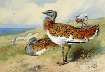 Thorburn Peintre - Grande outardes Archibald Thorburn oiseau